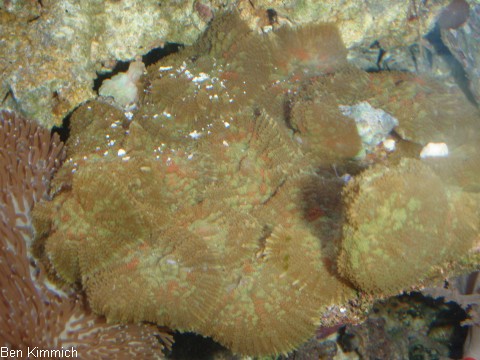 , Scheibenanemone
