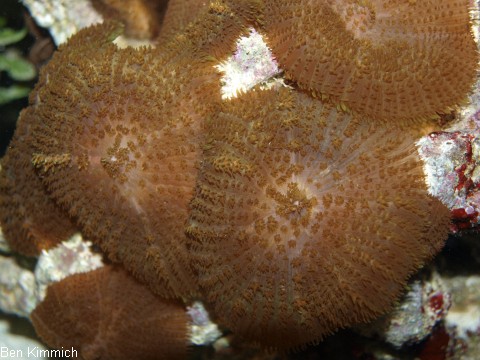 , Scheibenanemone