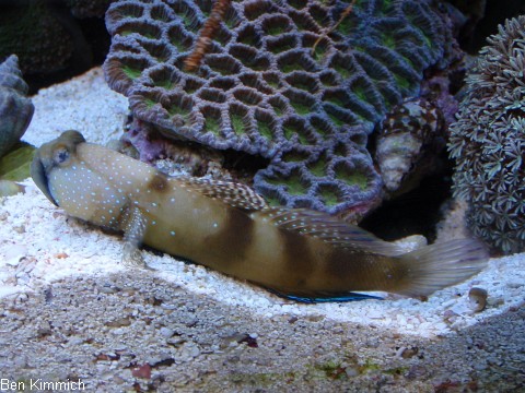 Cryptocentrus cinctus, Zitronen W chtergrundel