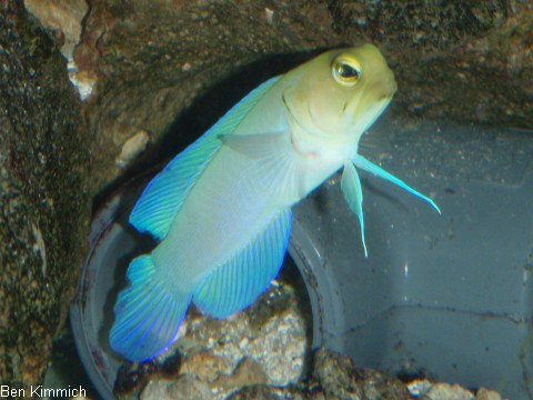 Opistognathus aurifrons, Goldstirn-Kieferfisch