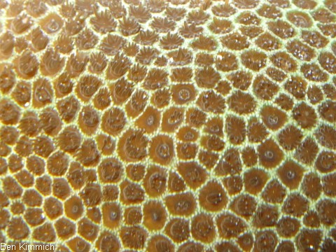 Porites