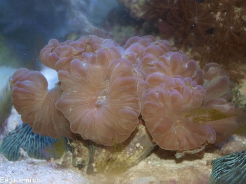Nemenzophyllia turbida, Gropolypige Steinkoralle