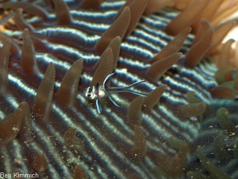 Pterapogon kauderni, Kardinalbarsch Tag 1