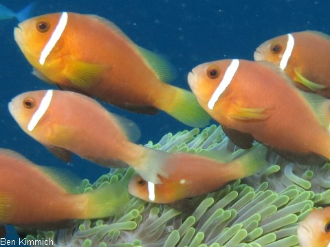 Anemonenfische