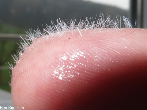 Eurythoe sp. - Borstenwurmstacheln