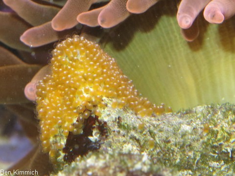 Amphiprion nigripes, Malediven - Anemonenfisch