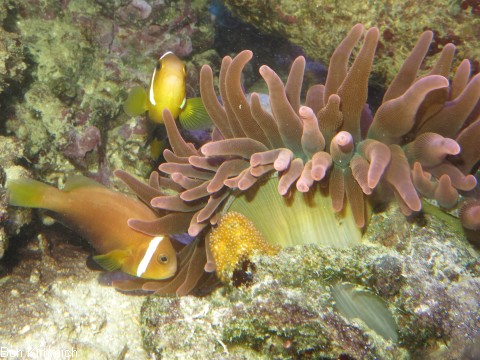 Amphiprion nigripes, Malediven - Anemonenfisch