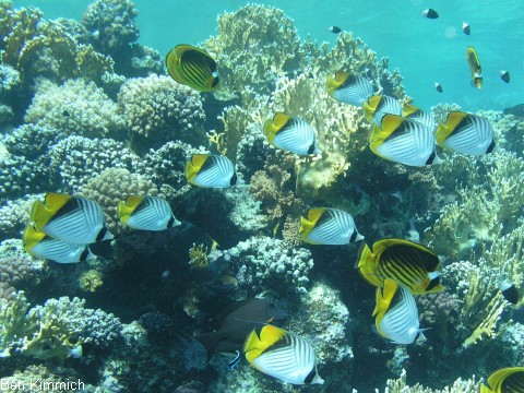 Chaetodon auriga, F hnchen - Falterfisch