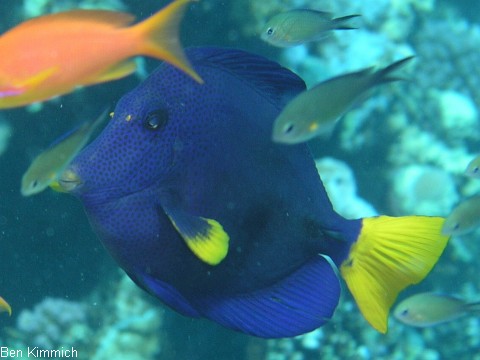 Zebrasoma xanthurus, Rotmeer Doktorfisch