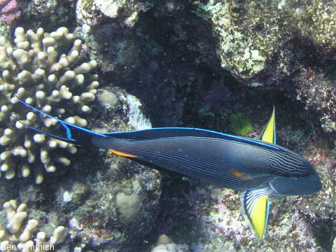 Acanthurus sohal, Arabischer-Doktorfisch