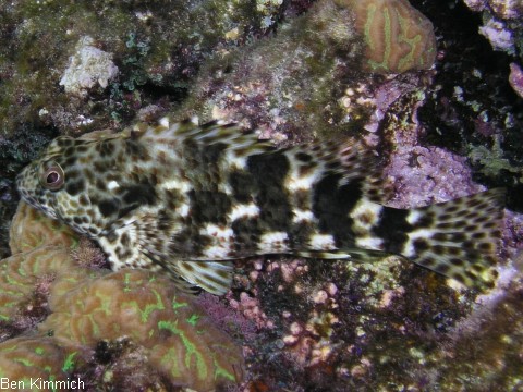 Cirrhitus pinnulatus, Korallenwchter