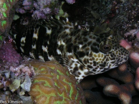 Cirrhitus pinnulatus, Korallenwchter