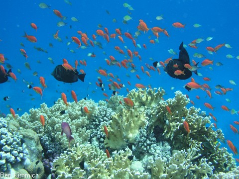 Pseudanthias squamipinnis Juwelen Fahnenbarsch