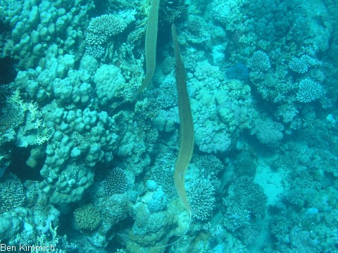 Fistularia commersonii, Weicher Fltenfisch