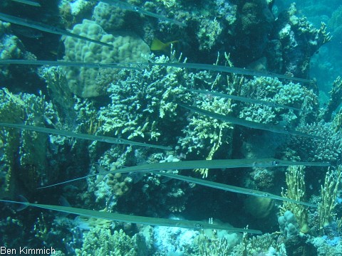 Fistularia commersonii, Weicher Fltenfisch