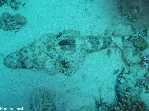 Krokodilfische