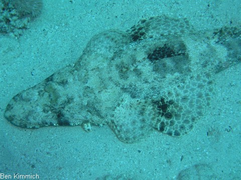 Cociella crocodila, Teppich Krokodilfisch
