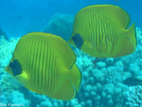 Chaetodon semilarvatus, Maskarill -Masken- Falterfisch