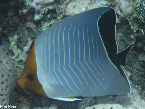 Chaetodon larvatus, Rotkopf-Falterfisch