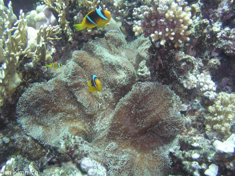 Amphiprion bicinctus, Rotmeer Anemonenfisch