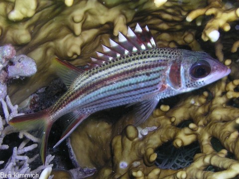 Neoniphon sammara, Blutfleck-Husar