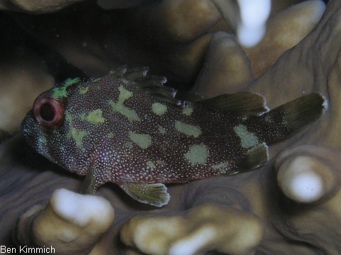 Cirrhitus pinnulatus, Korallenwchter