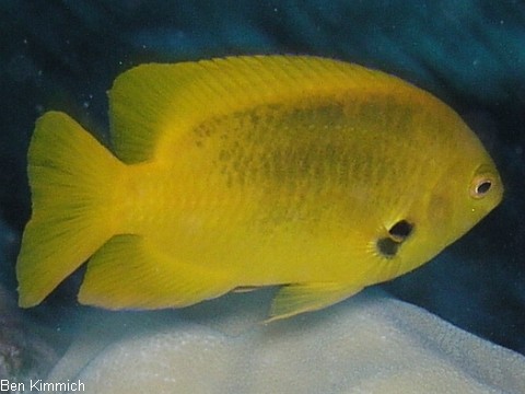 Pomacentrus sulfureus, Zitronengelbe Demoiselle