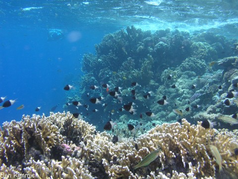 Chromis fieldi, Fields Riffbarsch