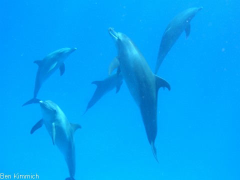 Delphin