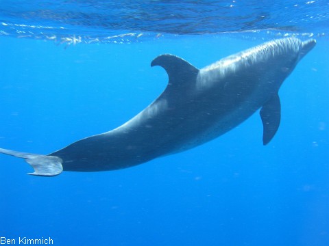 Delphin