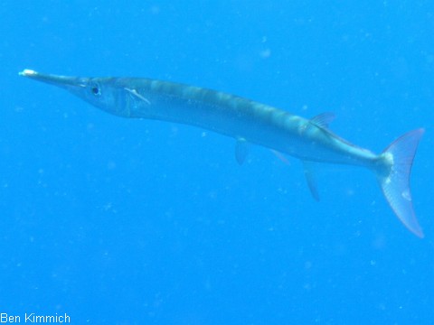 Tylosurus crocodilus crocodilus, Krokodil-Hornhecht