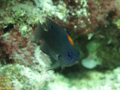 Pomacentrus indicus, Indische Demosielle