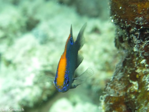 Pomacentrus indicus, Indische Demosielle