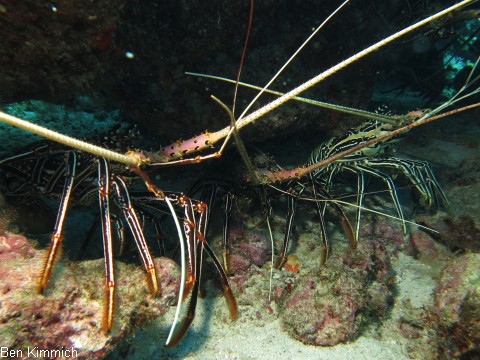 Panulirus versicolor, Blaue Schmucklanguste