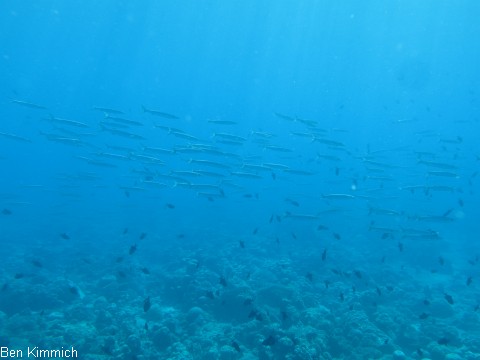 Sphyraena barracuda, Groer Barracuda
