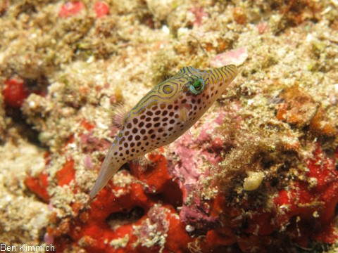 Canthigaster leoparda, Leopard-Kugelfisch