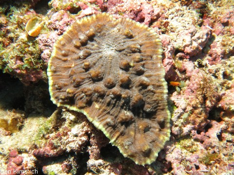 Pectinia alcicornis, Kamm-Koralle
