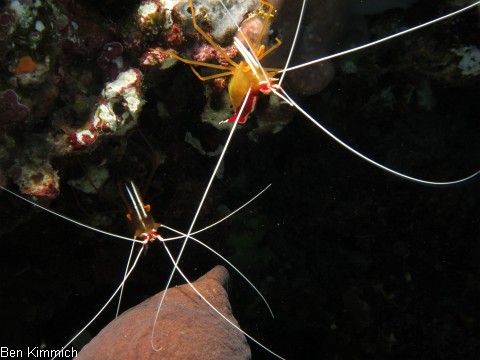 Lysmata amboinensis, Weissbandputzergarnele