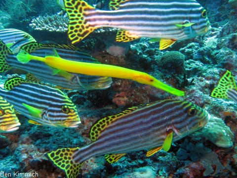 Aulostomus chinensis, Pazifischer Trompetenfisch