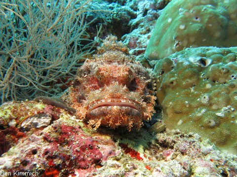 Scorpaenopsis sp., Drachenkopf