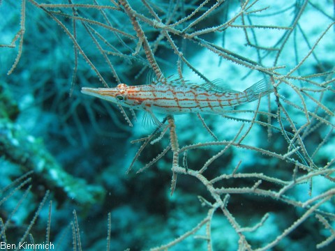 Oxycirrhites typus, Langschnuziger Korallenwchter
