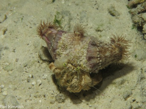 Dardanus deformis, Blasser Anemonen-Einsiedler