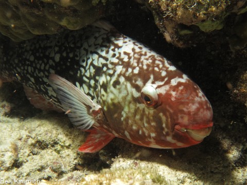 Scarus rubroviolaceus, Nasenh cker-Papageifisch