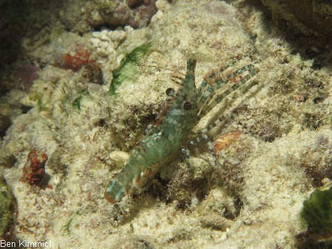 Saron marmoratus, Gemeine Marmorgarnele