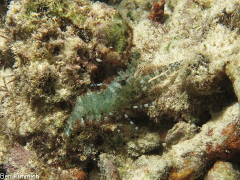 Saron marmoratus, Gemeine Marmorgarnele