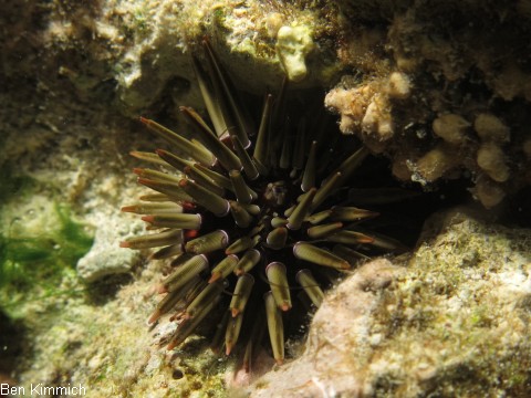 Echinometra, Riffdachseeigel