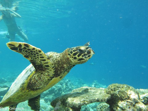 , Schildkrte