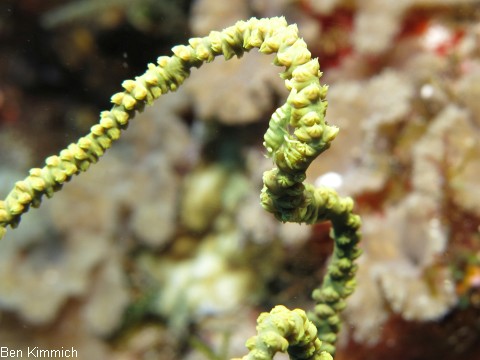 Dasycaris zanzibarica, Drahtkorallengarnele oder Pontonides ankeri, Drahtkorallen Garnele oder Pontonides unciger, Schwarzkorallen-Partnergarnele