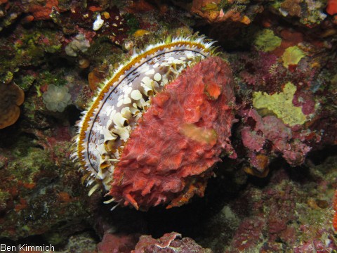 Spondylus varius, Stachelauster
