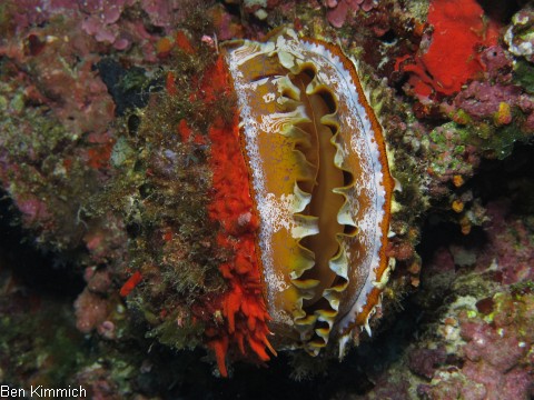 Spondylus varius, Stachelauster